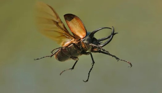 Phương pháp nuôi bọ cánh cứng mau lớn nhất khỏe mạnh